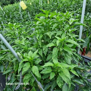 가야산자락한수덕님의 고추 · 병해충상담 작성글 사진