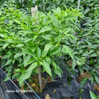 가야산자락한수덕님의 고추 · 병해충상담 작성글 사진