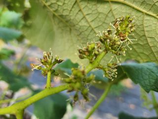 장성희님의 포도 · 병해충상담 작성글 사진