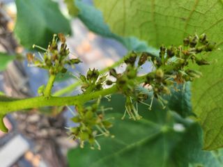 장성희님의 포도 · 병해충상담 작성글 사진