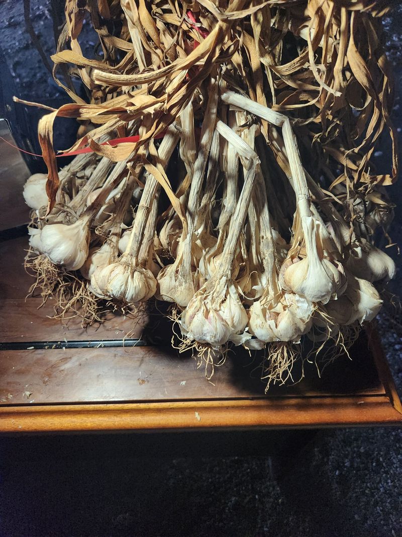 장터 상품 [남도 마늘 홍산마늘 1접] 썸네일