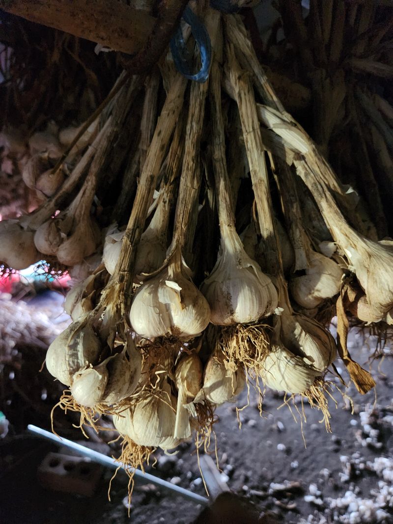 최승일님의 장터 판매 상품 [남도 마늘 홍산마늘 1접] 첨부 사진