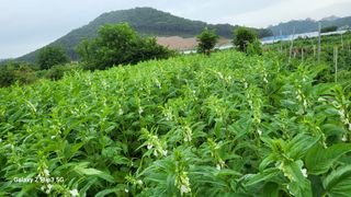 이미경님의 자유주제 · 자유게시판 작성글 사진
