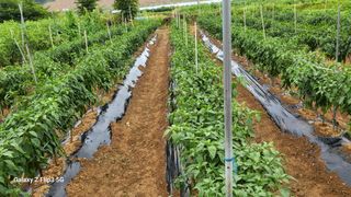 이미경님의 자유주제 · 자유게시판 작성글 사진