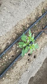 팜모닝 고추·병해충상담 게시글 이미지