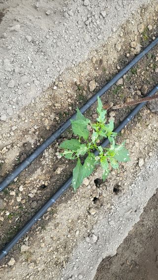 금천 파머님의 고추 · 병해충상담 작성글 사진