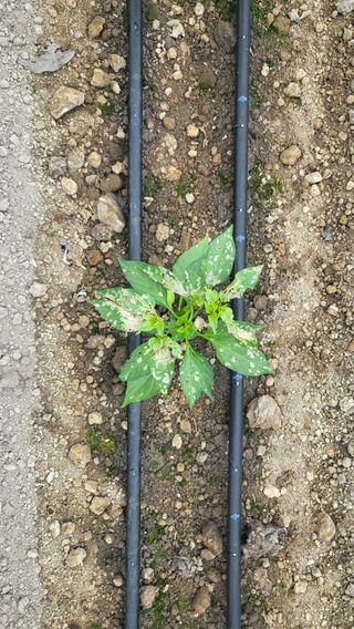 금천 파머님의 고추 · 병해충상담 작성글 사진