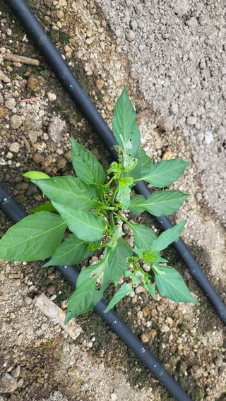 금천 파머님의 고추 · 병해충상담 작성글 사진