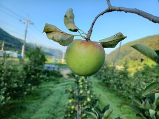 전락구님의 사과 · 영농일지 작성글 사진