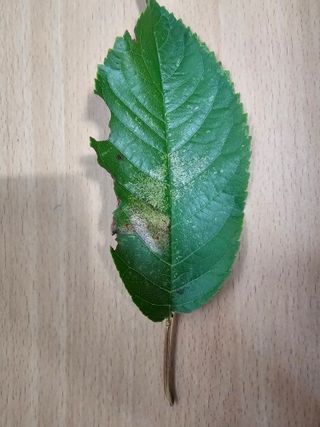 한농농약종묘사님의 자유주제 · 자유게시판 작성글 사진