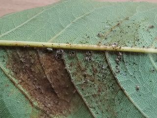 한농농약종묘사님의 자유주제 · 자유게시판 작성글 사진