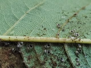 한농농약종묘사님의 자유주제 · 자유게시판 작성글 사진