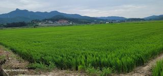 가재승님의 벼 · 영농일지 작성글 사진