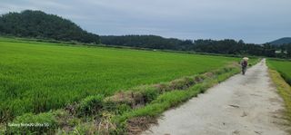 가재승님의 벼 · 영농일지 작성글 사진