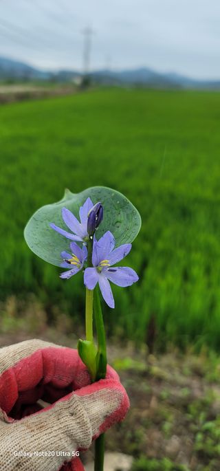 가재승님의 벼 · 영농일지 작성글 사진