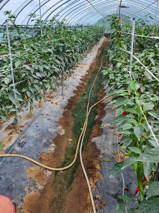 권헌석님의 고추 · 영농일지 작성글 사진