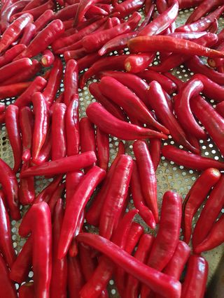 권헌석님의 고추 · 영농일지 작성글 사진