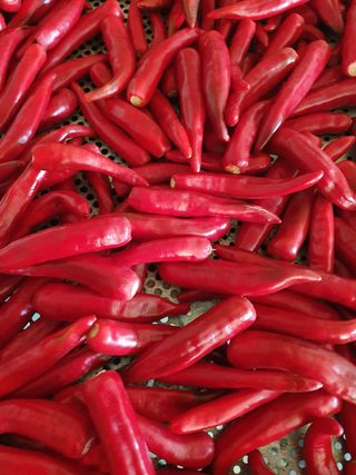 권헌석님의 고추 · 영농일지 작성글 사진