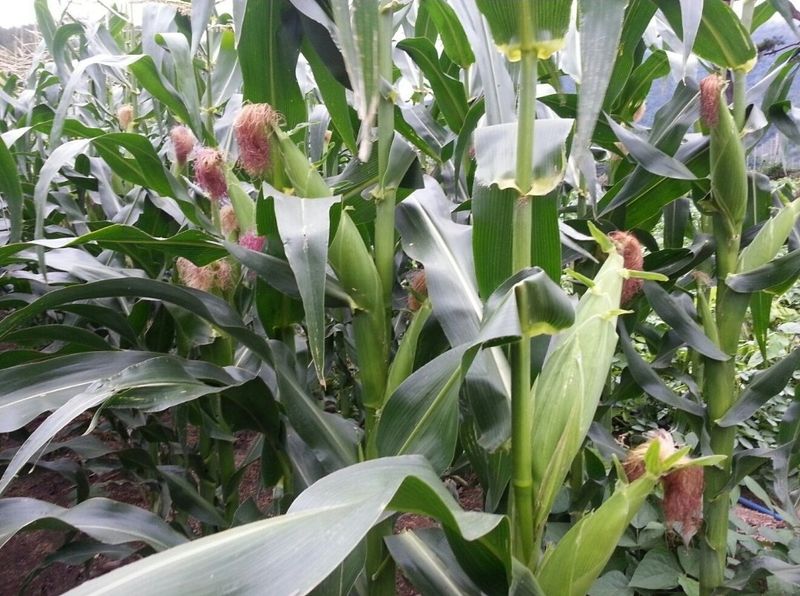 장터 상품 [옥수수50개] 썸네일