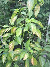 팜모닝 고추·병해충상담 게시글 이미지