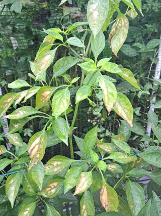 하루돌이님의 고추 · 병해충상담 작성글 사진