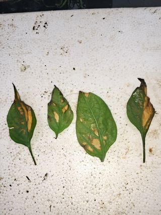 하루돌이님의 고추 · 병해충상담 작성글 사진