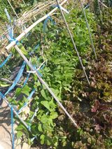 팜모닝 콩·병해충상담 게시글 이미지