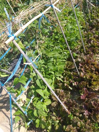 7773님의 콩 · 병해충상담 작성글 사진