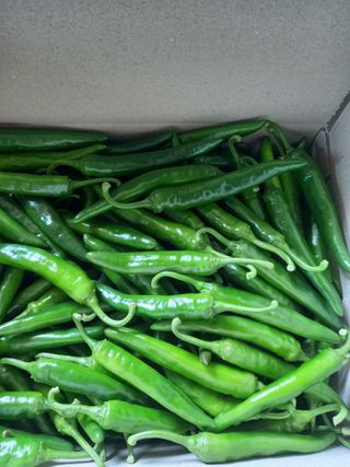 당진수농원박선이님의 고추 · 수확 작성글 사진