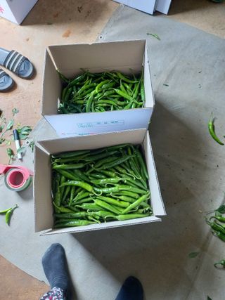 당진수농원박선이님의 고추 · 수확 작성글 사진