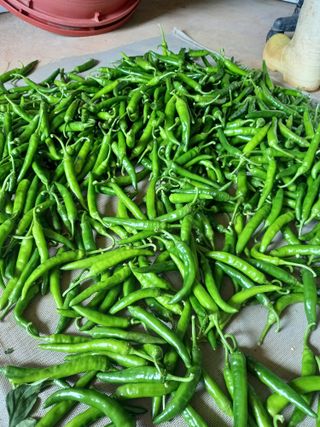 당진수농원박선이님의 고추 · 수확 작성글 사진