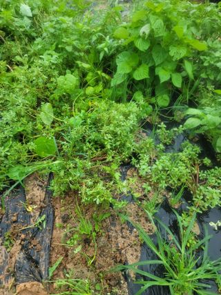 하는 일마다 대박!님의 콩 · 영농일지 작성글 사진