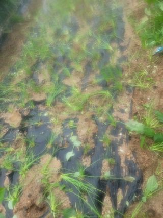 하는 일마다 대박!님의 콩 · 영농일지 작성글 사진