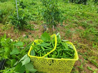 하는 일마다 대박!님의 콩 · 영농일지 작성글 사진