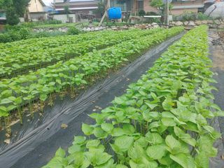 윤재하님의 들깨 · 자유게시판 작성글 사진