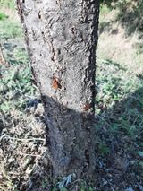 팜모닝 복숭아·병해충상담 게시글 이미지