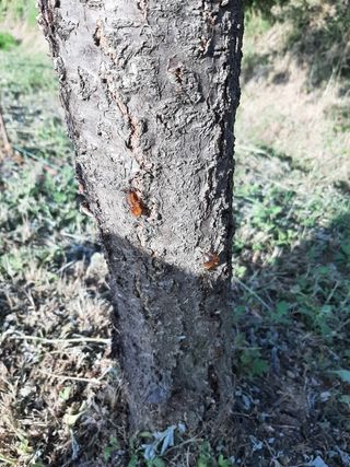 서영옥님의 복숭아 · 병해충상담 작성글 사진