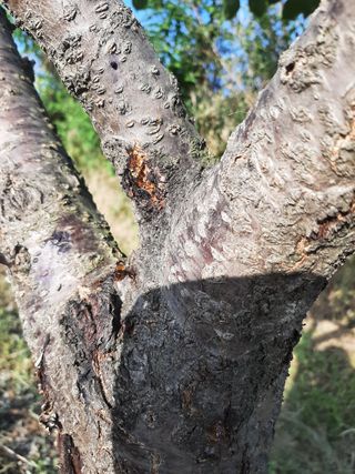 서영옥님의 복숭아 · 병해충상담 작성글 사진