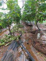 팜모닝 포도·영농일지 게시글 이미지