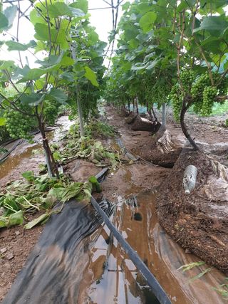 은우농장님의 포도 · 영농일지 작성글 사진