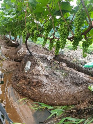 은우농장님의 포도 · 영농일지 작성글 사진