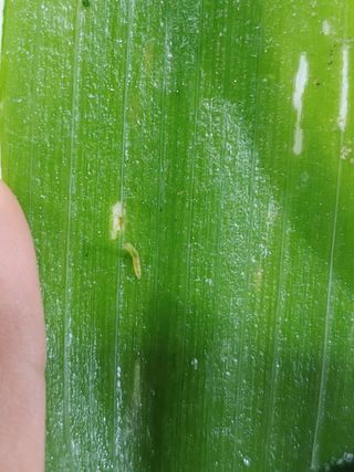 친환경님의 파 · 병해충상담 작성글 사진