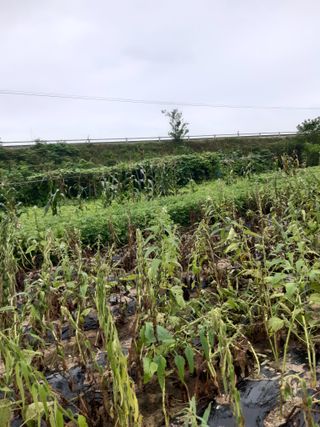 밭농사하며무쇠솥팔아님의 참깨 · 자유게시판 작성글 사진