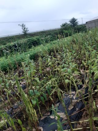 밭농사하며무쇠솥팔아님의 참깨 · 자유게시판 작성글 사진