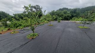 반도님의 기타작물 · 병해충상담 작성글 사진