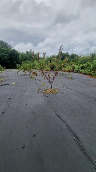 반도님의 기타작물 · 병해충상담 작성글 사진
