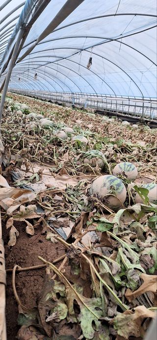 호박댁님의 수해 농가 응원 같이해요 · 참여 작성글 사진