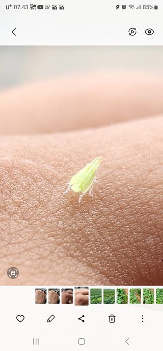 블루베리13111님의 고구마 · 병해충상담 작성글 사진