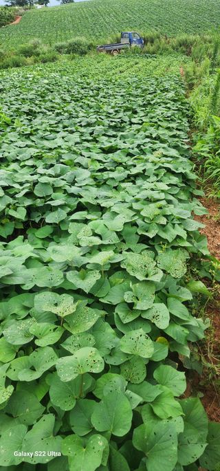 블루베리13111님의 고구마 · 병해충상담 작성글 사진