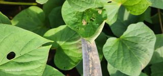 블루베리13111님의 고구마 · 병해충상담 작성글 사진